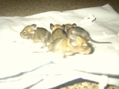 Baby degus